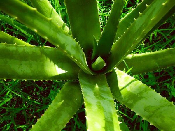 aloes do sypialni aloe vera